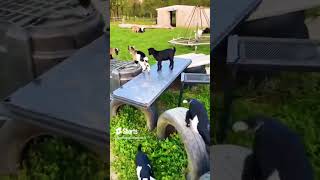 Dugna growth hogakidsgoatfarming trending viral goat farming bakripalan animals rooftop AI [upl. by Mignon]