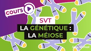 La génétique  La méiose  SVT  digiSchool [upl. by Yekram]