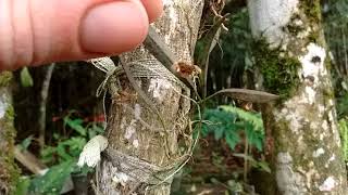 Acianthera saurocephala e acianthera pubescens [upl. by Laumas786]