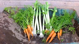 How to grow organic vegetables Leeks amp Carrots in pots in your garden Home Grown Veg [upl. by Eceerehs]