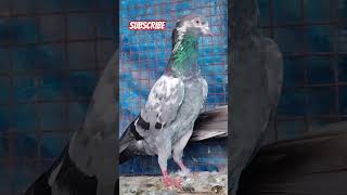 Top high flyer kabutar status 🕊️🔥😱 attitude Pigeon ki video kabutar pigeon viralshorts ytshort [upl. by Anissej328]