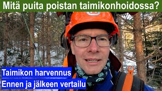 Mitä puita poistan taimikonhoidossa [upl. by Dnartreb]