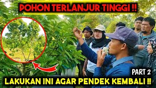 POHON TINGGI JADI PENDEK KEMBALI ‼️ LAKUKAN CARA INI ‼️ PELATIHAN BUDIDAYA ALPUKAT  PART 2 [upl. by Briana657]