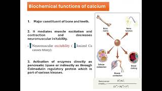 3 Calcium and phosphate homeostasis [upl. by Loreen223]