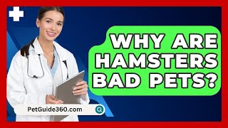 Why Are Hamsters Bad Pets  PetGuide360com [upl. by Kielty]