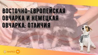 Восточноевропейская овчарка и немецкая овчарка отличия [upl. by Ahsinauj94]