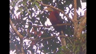 Close up of Vulnerable Rufousnecked Hornbill Male  1 [upl. by Labana]