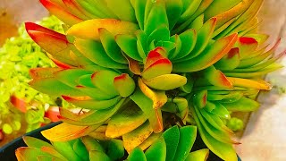 crassula capitellacrassula campfire Plant care tips [upl. by Broucek519]