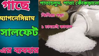 গাছে এপিসম সল্টের ব্যবহার ম্যাগনেসিয়াম সালফাট এর ব্যবহারHow to use epsom salt in plant [upl. by Nebuer]