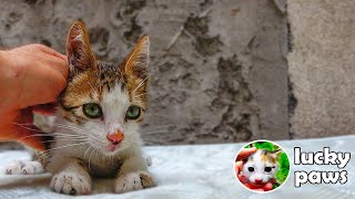 Poor Kitten Stoned by Children Have Transformation AMAZINGLY After 150 Days  hungry kittens [upl. by Beitnes]