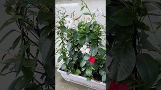 Dipladenia outdoorplants plants flowers plantcare [upl. by Enilrahc]