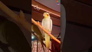 Cute Cockatiel plays peekaboo  Lutino Cockatiel  Cockatiel Sound cockatiel parrot birdsinging [upl. by Iralam]