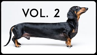 Doxie Din bloopers vol 2 Funny dachshund dog video [upl. by Campbell]