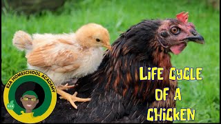 Chicken Life Cycle  All about Chickens [upl. by Ortensia]