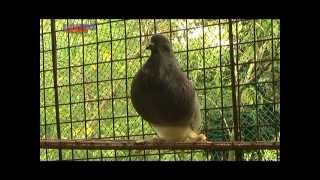 Guimaras Lombija Wildlife Park and Heritage Resort [upl. by Resay]