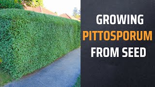 Growing Pittosporum From Seed [upl. by Ahcatan]