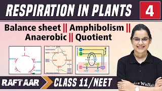 Respiration in Plants 04  Balance Sheet  Amphibolism  Anaerobic  Quotient  Class 11NEET [upl. by Akemak710]