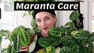 Maranta Plant Care  Propagation 🌿 [upl. by Barraza920]