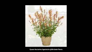 Queen Nectarine Agastache Bin3aiah Plants [upl. by Ashly]