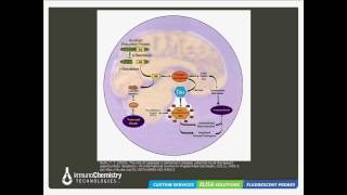 Apoptosis and Alzheimers Disease Fluorescent Detection Approaches [upl. by Yeltnerb]