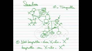 Erfelijkheid  Stamboom 33 Xchromosomaal dominant recessief [upl. by Gibrian]