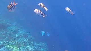 Freediving in Blue Hole [upl. by Biegel]