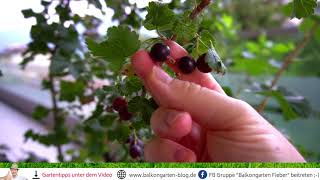 Jostabeeren 😍 ein echter Geheimtipp für den Garten [upl. by Yeaton]