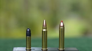 22LR VS 22WMR VS 17HMR  SAKO QUAD RIMFIRE [upl. by Garbers685]