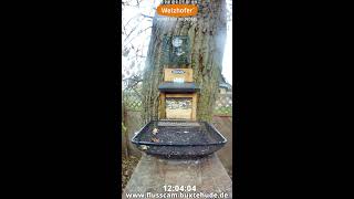 🔴247 LIVE Vertikal Squirrel amp Bird Feeder  Eichhörnchen amp Vogel Futterstelle  FLUSSCAM BUXTEHUDE [upl. by Howenstein]