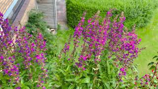 Bee on Lythrum Salicaria ‘Robin’ flowers plants bee [upl. by Januarius]