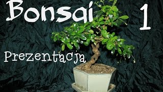 Drzewko Bonsai  Karmona drobnolistna  prezentacja [upl. by Jeno877]