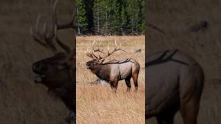 Sounds of Elk Bugle  Elk Rutting Calls [upl. by Michaella186]