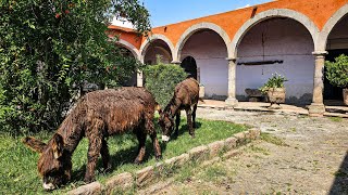 Los burros VIVEN DENTRO DE LA HACIENDA arandas [upl. by Shalne122]