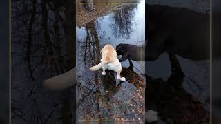 Walking the dogs  walking on ice  arctic  171024c [upl. by Netnert356]