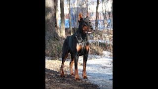 European Doberman  Pride of Russia Dobrinya ZTP [upl. by Minsk690]