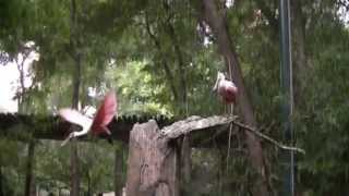 Roseate Spoonbill Flying Super Slow Motion [upl. by Kaela]