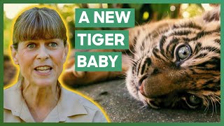 Terri Irwin Is Excited That Australia Zoo Is Getting A New Baby Tiger  Crikey Its The Irwins [upl. by Gildus]