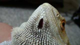 Bearded Dragons Abscess and Recovery [upl. by Idissak370]