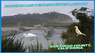 Birding Los Penasquitos Lagoon in San Diego County California [upl. by Linad]