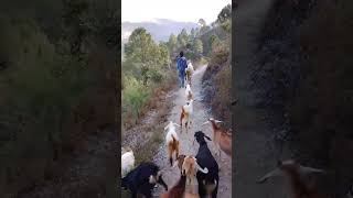 Maya lago yo pahad hit kamu naijhanuviralvideo almora uttarakhandmusic meropyaropahad [upl. by Reffineg]