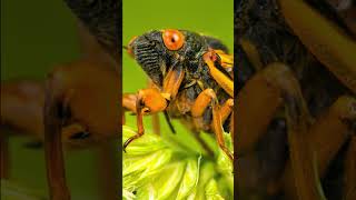 Your Guide to All Things Cicada Noise Smell and Ecological Impact 👀😯👍 facts shorts trending [upl. by Boynton]