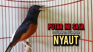 murai batu gacor AMPUH buat PANCINGAN murai batu agar bunyi JADIKAN burung murai gacor EMOSI NYAUT [upl. by Keller36]