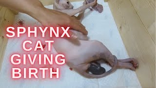 Newborn Sphynx Kitten  Sphynx cat giving birth to three kittens  Part 2  Sphynx Kittens [upl. by Lesiram654]