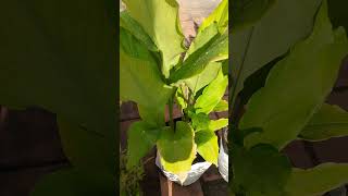 Ocimum sanctum Tulasi medicinal properties terrace garden you tube shorts [upl. by Ihcas]