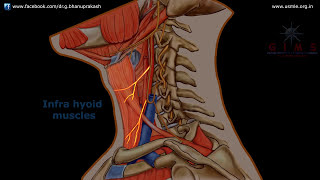 ANSA CERVICALIS ANATOMY ANIMATION [upl. by Anerhs]