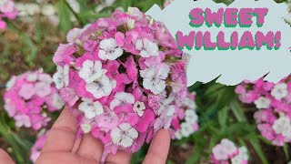 Sweet William A Garden MUST Have How to Grow amp Care For Sweet William [upl. by Aelhsa103]