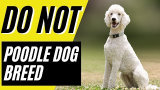 7 Reasons You Should NOT Get a Standard Poodle [upl. by Rollie]