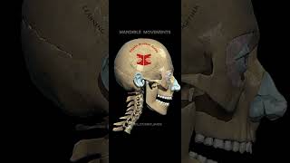 Spine amp Mandible Movements spine mandible anatomy [upl. by Inan484]