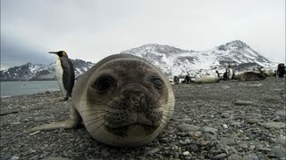 Friendliest seals ever  Antarctica Ep2 [upl. by Crista]