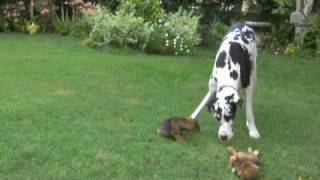 Great Dane plays with puppies [upl. by Iran]